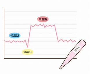 基礎体温　排卵日予測
